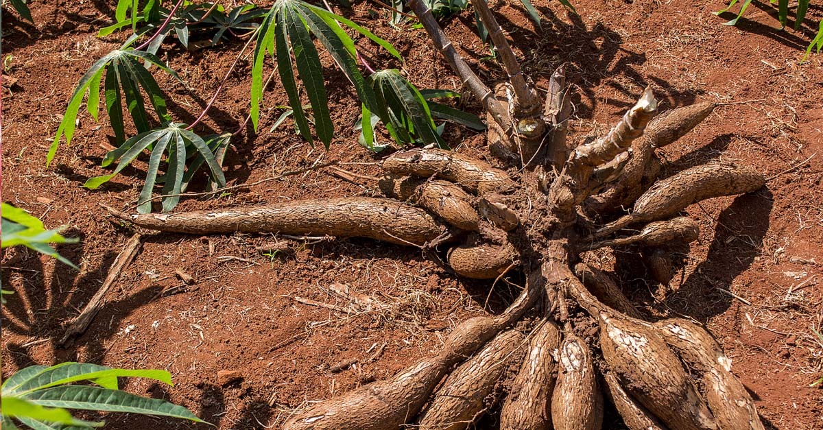 Cassava Farming