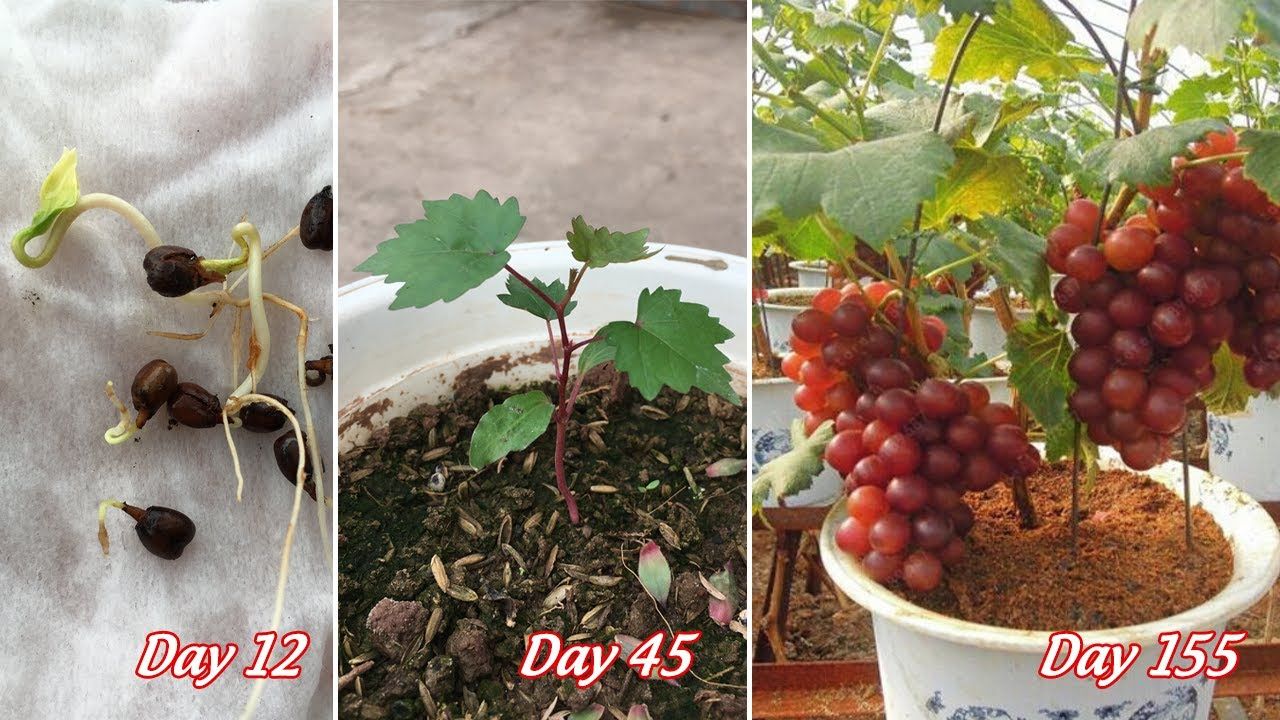 Fruit Tree from Seeds