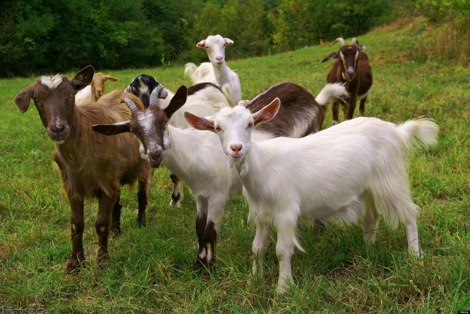 Goat Farming