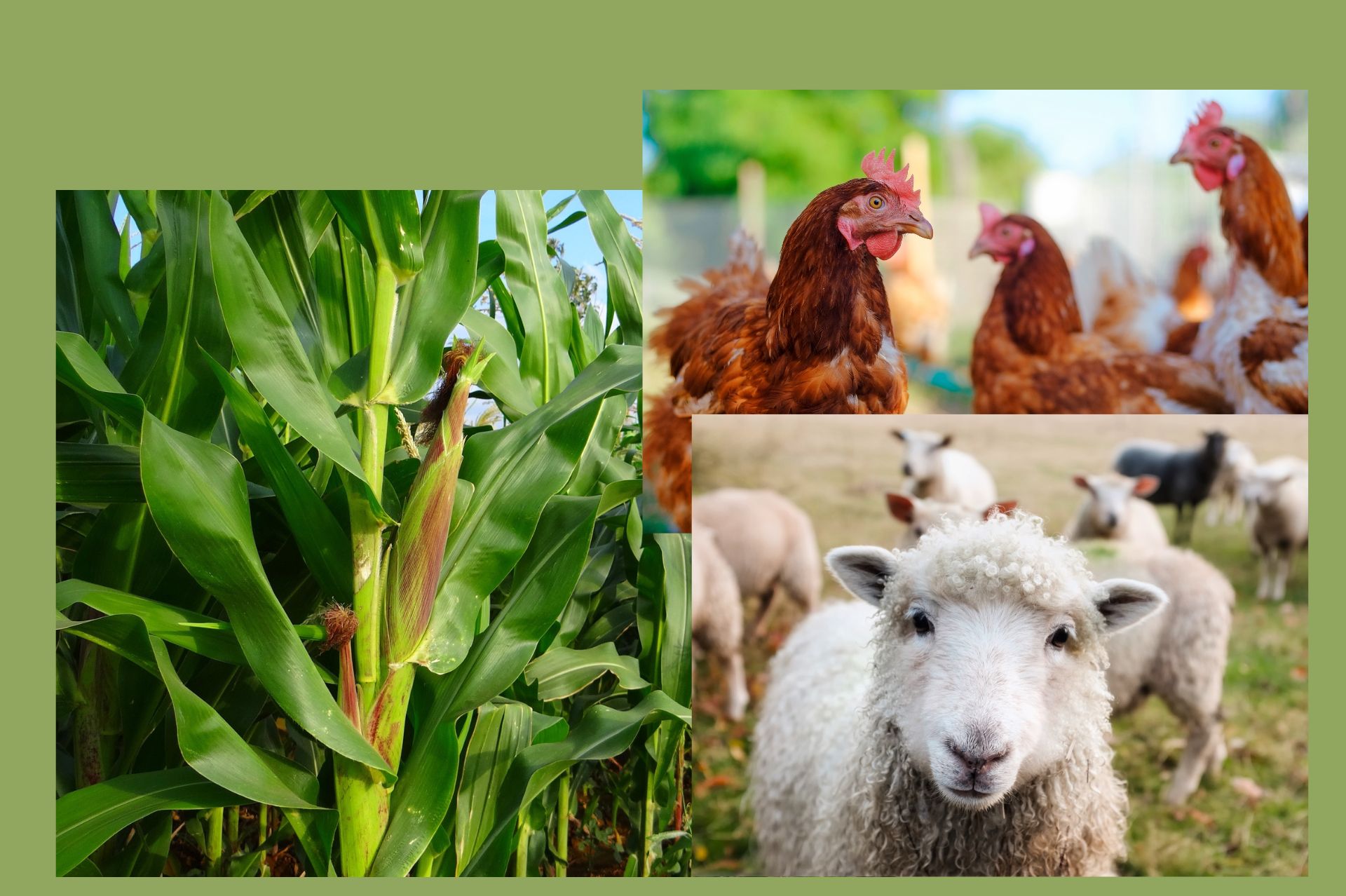 Agriculture Services