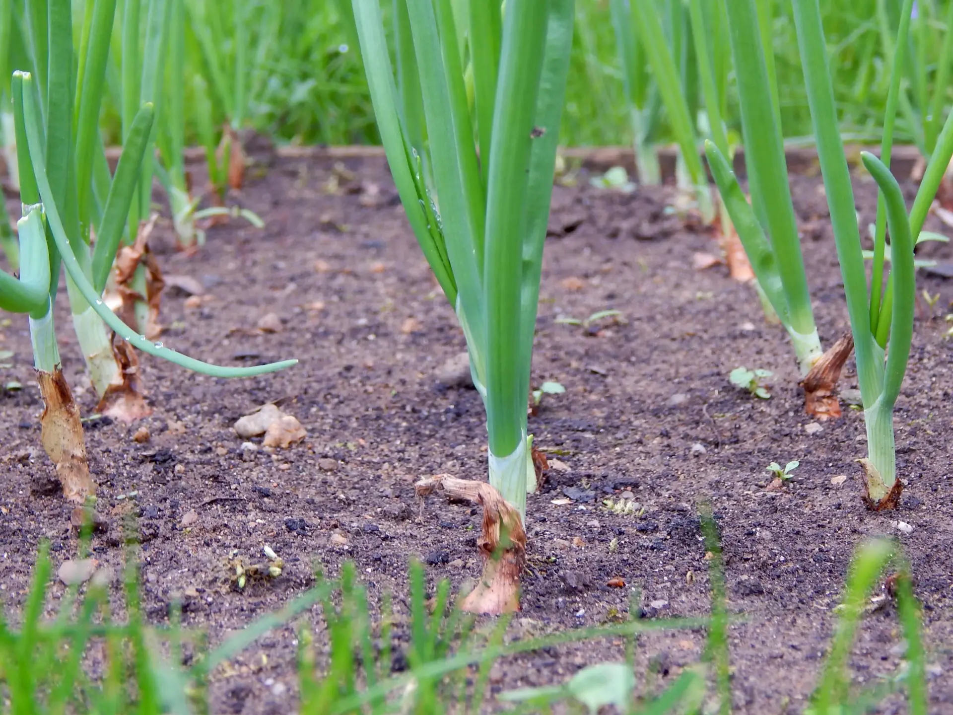 Onion Farming