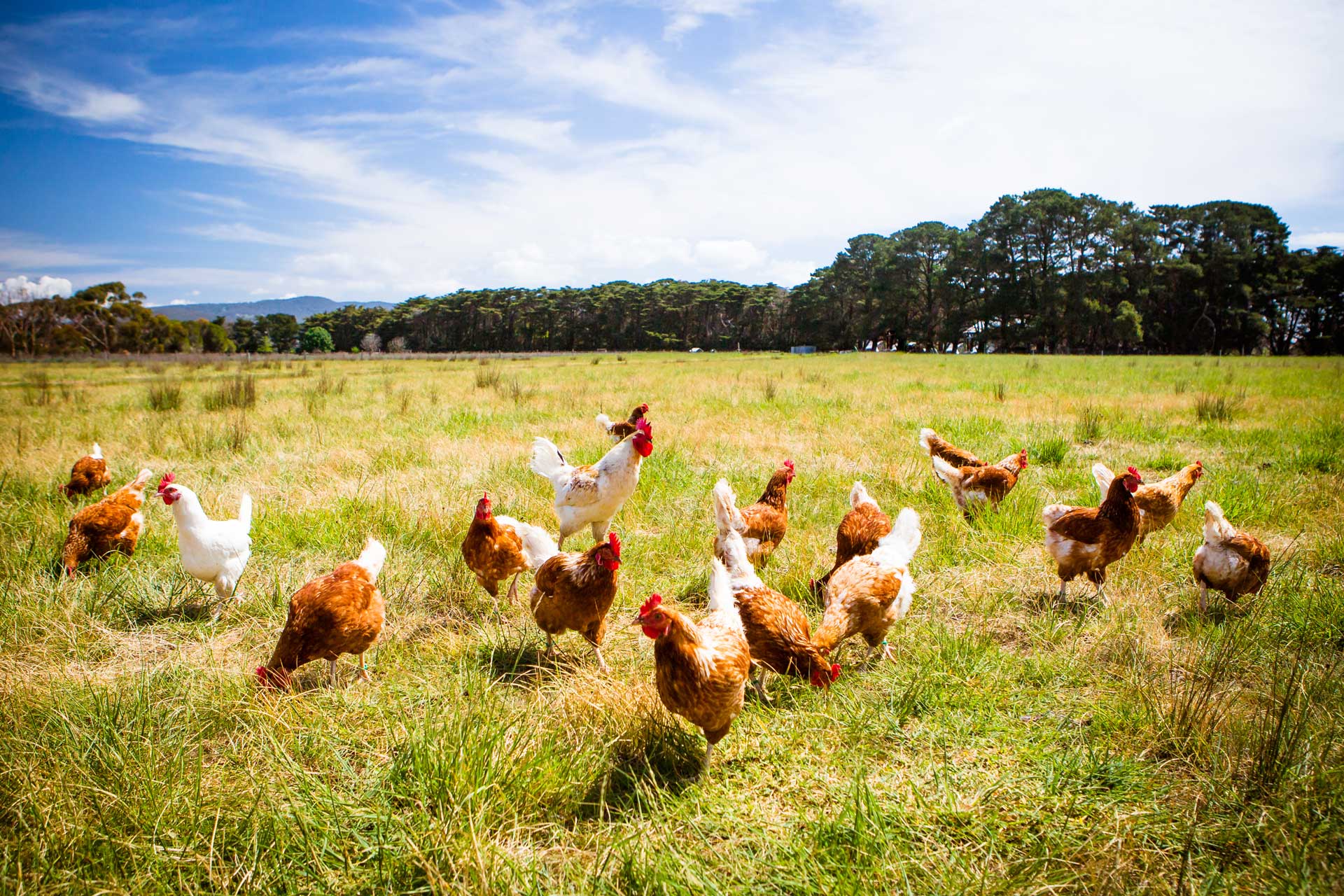Poultry Farming