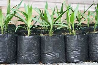 Fruit Tree Seedlings